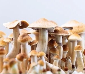 Mexican shrooms