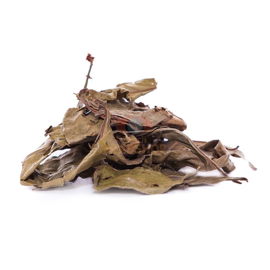 Psychotria viridis (chacruna) leaves